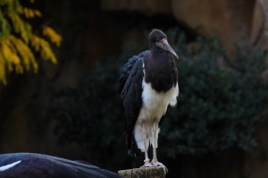 Cigogne d'Abdim